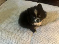 PEPPER, a female Pomeranian for sale in Southport, NC – Photo 3 of 9