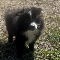 PEPPER, a female Pomeranian for sale in Southport, NC – Photo 9 of 10