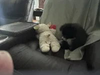 PEPPER, a female Pomeranian for sale in Southport, NC – Photo 6 of 9