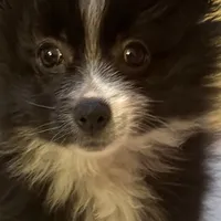 PEPPER, a female Pomeranian for sale in Southport, NC – Photo 5 of 10