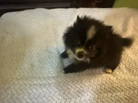 PEPPER, a female Pomeranian for sale in Southport, NC – Photo 4 of 9