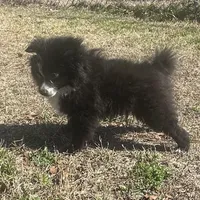 PEPPER, a female Pomeranian for sale in Southport, NC – Photo 10 of 10
