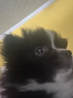 PEPPER, a female Pomeranian for sale in Southport, NC – Photo 8 of 9