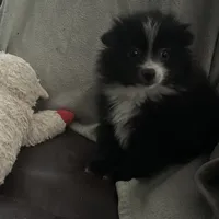 PEPPER, a female Pomeranian for sale in Southport, NC – Photo 7 of 10