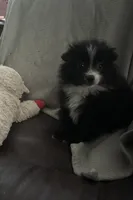 PEPPER, a female Pomeranian for sale in Southport, NC – Photo 7 of 9