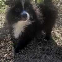 PEPPER, a female Pomeranian for sale in Southport, NC – Photo 4 of 10
