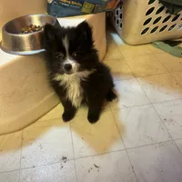 PEPPER, a female Pomeranian for sale in Southport, NC – Photo 8 of 10