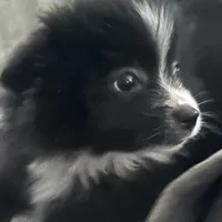 PEPPER, a female Pomeranian for sale in Southport, NC – Photo 3 of 10