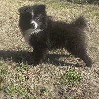 PEPPER, a female Pomeranian for sale in Southport, NC – Photo 1 of 10