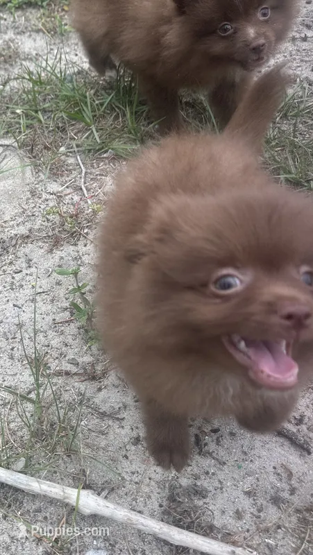 Yogi – Pomeranian puppy for sale in Southport, NC