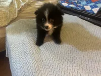 Boo, a male Pomeranian for sale in Southport, NC – Photo 5 of 5