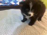 Boo, a male Pomeranian for sale in Southport, NC – Photo 4 of 5