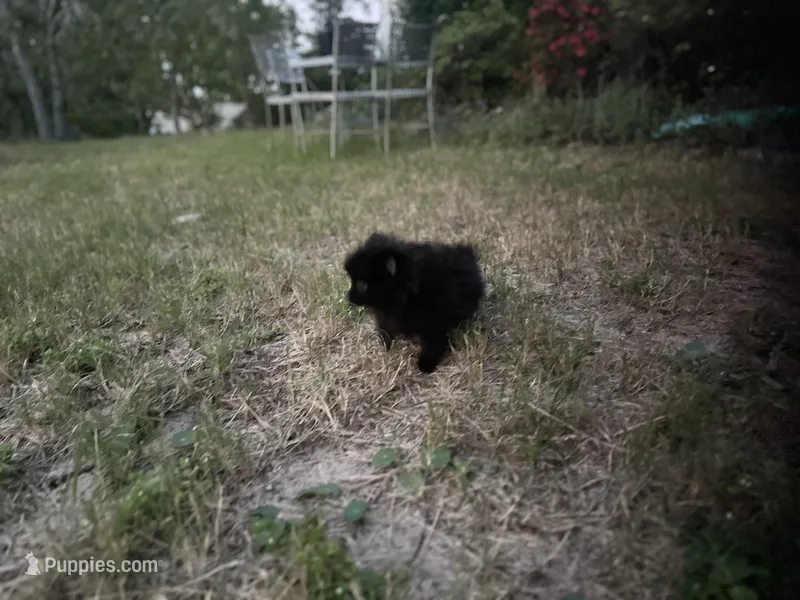 sassy – Pomeranian puppy for sale in Southport, NC