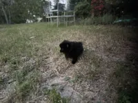 sassy, a female Pomeranian for sale in Southport, NC – 1 of 7
