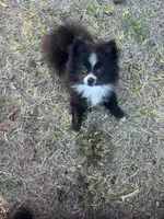 Susie, a female Pomeranian for sale in Southport, NC – Photo 4 of 5