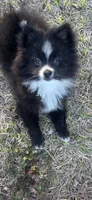 Susie, a female Pomeranian for sale in Southport, NC – Photo 2 of 5