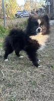 Susie, a female Pomeranian for sale in Southport, NC – Photo 3 of 5