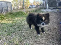Susie, a female Pomeranian for sale in Southport, NC – Photo 5 of 5