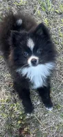 Susie, a female Pomeranian for sale in Southport, NC – Photo 1 of 5