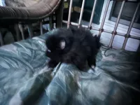 sassy, a female Pomeranian for sale in Southport, NC – 3 of 7