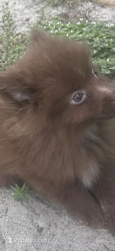 Brownie – Pomeranian puppy for sale in Southport, NC
