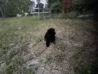sassy, a female Pomeranian for sale in Southport, NC – 5 of 7