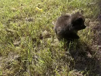 Boo, a female Pomeranian for sale in Southport, NC – 2 of 2