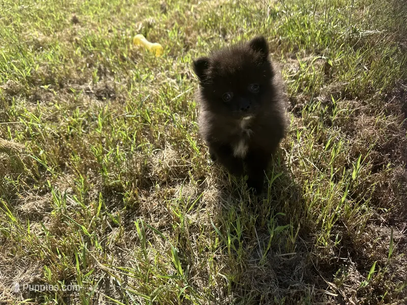 Boo – Pomeranian puppy for sale in Southport, NC