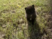 Boo, a female Pomeranian for sale in Southport, NC – 1 of 2