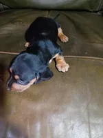 N/A, a male Miniature Dachshund for sale in Tellico Plains, TN – 2 of 2