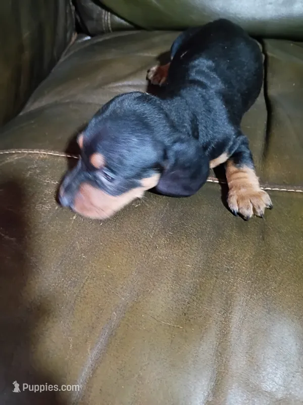 N/A – Miniature Dachshund puppy for sale in Tellico Plains, TN