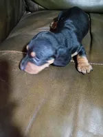 N/A, a male Miniature Dachshund for sale in Tellico Plains, TN – 1 of 2