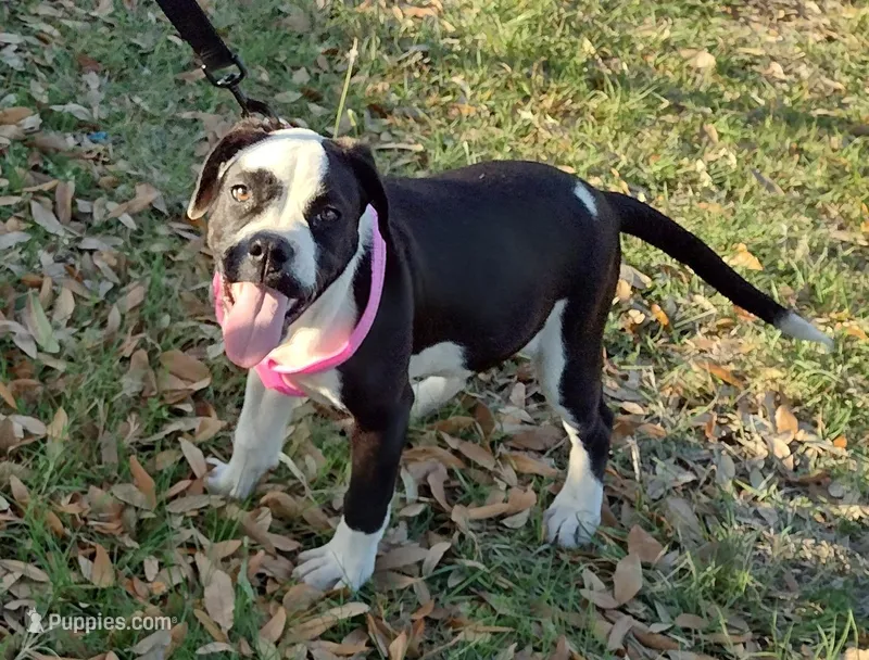 Ice Cream Beulah – American Bully puppy for sale in Dallas, TX