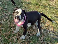 Ice Cream Beulah, a female American Bully for sale in Dallas, TX – Photo 1 of 10