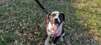 Ice Cream Beulah, a female American Bully for sale in Dallas, TX – Photo 10 of 10