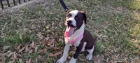 Ice Cream Beulah, a female American Bully for sale in Dallas, TX – Photo 9 of 10