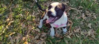 Ice Cream Beulah, a female American Bully for sale in Dallas, TX – Photo 2 of 10