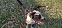 Ice Cream Beulah, a female American Bully for sale in Dallas, TX – Photo 5 of 10