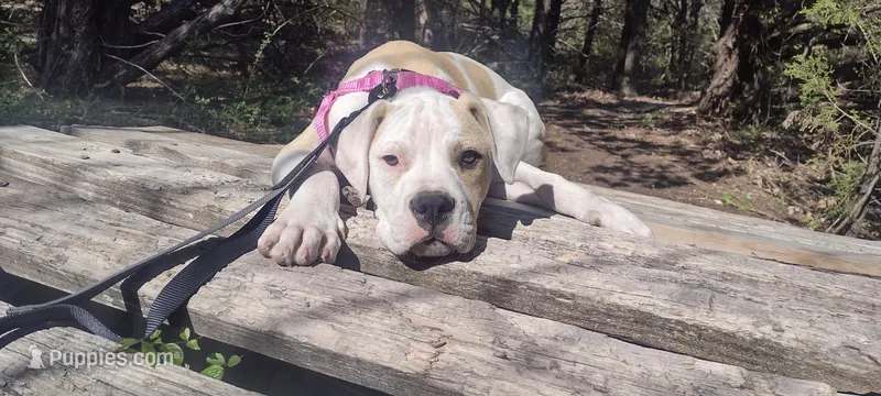 Small 1 – American Bully puppy for sale in Dallas, TX