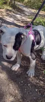 Lil Snappy, a male American Bully for sale in Dallas, TX – Photo 6 of 7