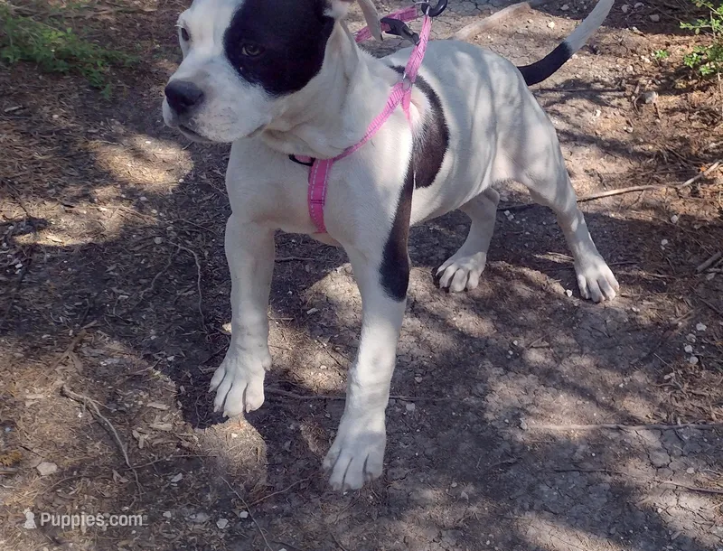 Lil Snappy – American Bully puppy for sale in Dallas, TX