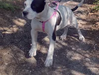 Lil Snappy, a male American Bully for sale in Dallas, TX – Photo 1 of 7