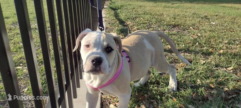 Big 1 – American Bully puppy for sale in Dallas, TX