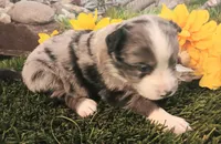 Cali, a female Miniature Australian Shepherd for sale in Penn Valley, CA – Photo 4 of 4
