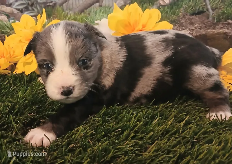 Cali – Miniature Australian Shepherd puppy for sale in Penn Valley, CA
