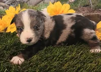 Cali, a female Miniature Australian Shepherd for sale in Penn Valley, CA – Photo 1 of 4