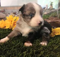 Cali, a female Miniature Australian Shepherd for sale in Penn Valley, CA – Photo 2 of 4