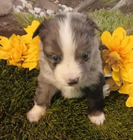 Cali, a female Miniature Australian Shepherd for sale in Penn Valley, CA – Photo 3 of 4