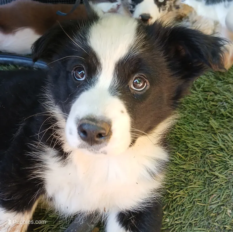 Sunny  – Miniature Australian Shepherd puppy for sale in Penn Valley, CA