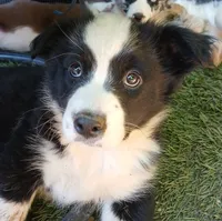 Sunny , a female Miniature Australian Shepherd for sale in Penn Valley, CA – 1 of 9